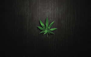 深色紋理皮革背景上的一片綠色大麻葉。 — 大麻 壁紙