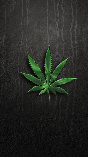 黑色皮革背景上的一片綠色大麻葉 — 植物美學 壁紙