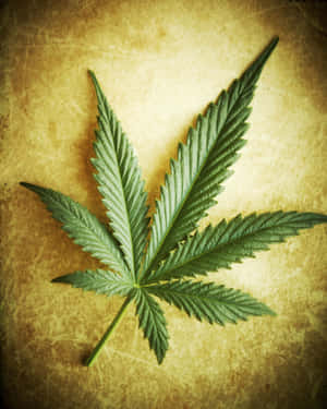 一片大麻葉在帶有紋理的復古黃色背景上。 — 酷炫大麻 壁紙