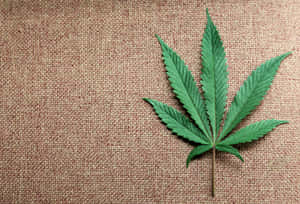 棕色編織布料表面上的一片綠色大麻葉。 — 植物美學 壁紙