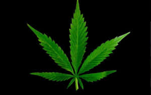 一片綠色大麻葉在黑色背景上。 — 省電 壁紙