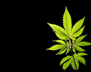 黑色背景上的亮綠色大麻葉。 — 花朵 壁紙