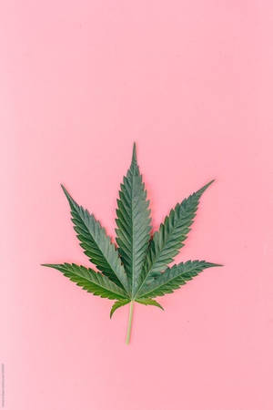 粉紅色背景上的綠色大麻葉子 — 大麻 壁紙