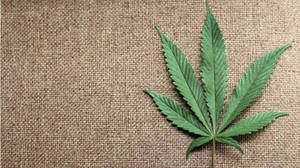 棕色粗麻布表面上的綠色大麻葉。 — 酷炫大麻 壁紙