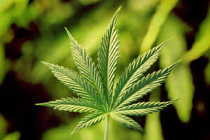 在自然光下，一片細節豐富、邊緣鋸齒狀的綠色大麻葉。 — 420 壁紙