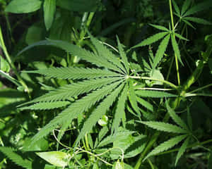 大麻葉在明亮陽光下的特寫，周圍環繞著綠色樹葉。 — 植物美學 壁紙