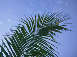 一片棕櫚葉襯托著藍天和白雲。