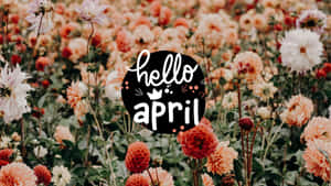 盛開的大麗花田上方有 hello april 文字圖案。 — 四月 壁紙
