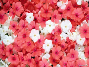 珊瑚粉紅和白色花朵帶有金色花心盛開的特寫。 — 美麗的花朵 壁紙