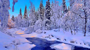 暮色中流淌著河流的雪林。 — 冬季風景 壁紙