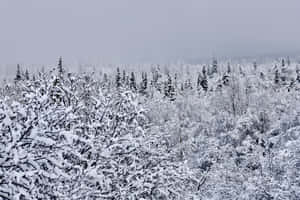 灰色天空下，寂靜的冬季森林中積雪覆蓋的樹木。 — 雪景 GIF 壁紙