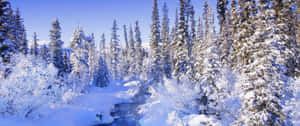 白雪覆蓋的森林，小溪在清澈的藍天下流淌。 — 冬季風景 壁紙