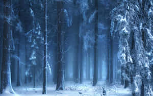 在藍色暮光天空下，霧氣瀰漫的冬日森林中積雪壓枝的樹木。 — 冬季風景 壁紙