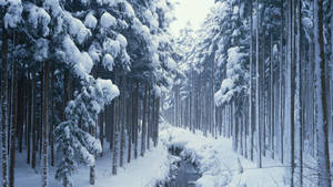積雪的松樹排列在寂靜冬日森林中一條結冰的溪流旁。 — 酷寒冬季 壁紙