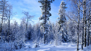 白雪覆蓋的森林，高聳樹木在明亮的藍天下。 — 冬季風景 壁紙