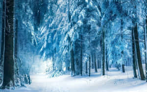 雪覆蓋的森林，高聳的樹木和一條安靜的小徑在藍光下。 — 冬季風景 壁紙