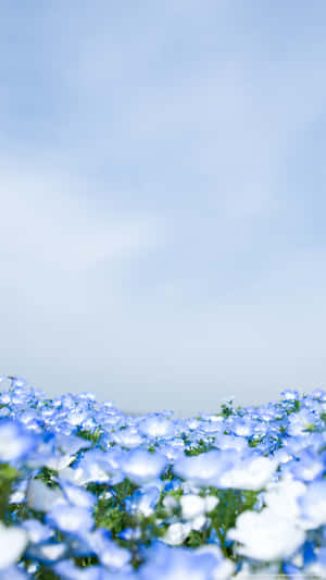 淡藍天空下的藍色花田。 — 花園 壁紙