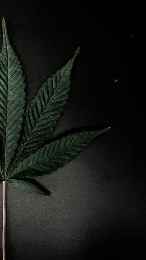 黑色背景上的一片大麻葉，葉脈清晰可見。 — 大麻 壁紙