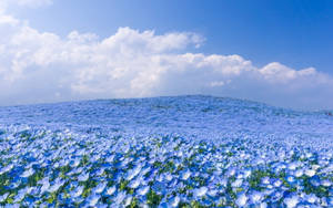 在明亮的藍天和白雲下的廣闊藍色花朵田野。 — 藍天 壁紙