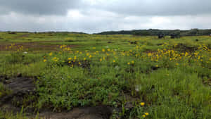多雲天空下，長滿黃色野花和遠處停著機車的草地。 — 向日葵花田 壁紙