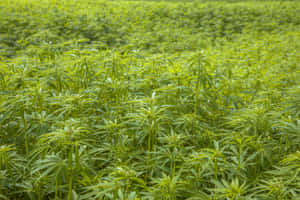 在日光下，種植田裡一排排高大的綠色大麻植物。 — MacBook Pro M4 壁紙