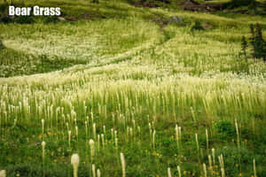 一片熊草田野，白色羽狀花序在綠色草地上搖曳。 — 草地 壁紙