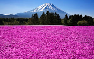 藍天下以富士山為背景的粉紅色花田 — 富士山 壁紙