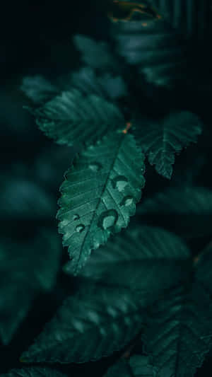 翡翠綠背景 — 翡翠綠 壁紙