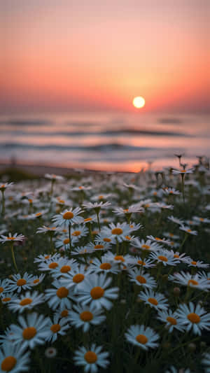 白色雛菊帶黃色花心在粉橙色日落前盛開，日落映照在平靜的海浪上。 — 1440x2560 壁紙
