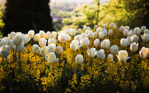 陽光花園中的白色鬱金香和黃色花朵。 — 2560x1600 壁紙