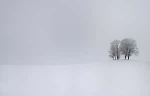 冬季霧氣瀰漫的山丘上白雪覆蓋的樹木 — 冬季風景 壁紙
