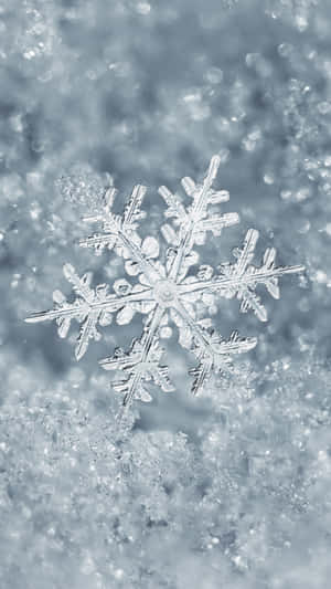藍光下雪地上的一片精細雪花。 — 冬季風景 壁紙