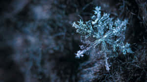 在冬日場景中，一片精緻的雪花停留在結霜的樹枝上。 — 冬季風景 壁紙