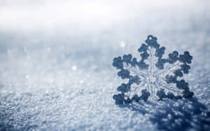 一片細節豐富的雪花躺在冬日陽光下的雪地上。 — 最佳冬季 壁紙