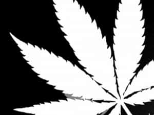 黑色背景上的白色大麻葉 — 大麻 壁紙