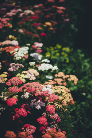 鮮豔的西洋蓍草花（紅、粉紅、白、黃色）在茂盛的花園中盛開。 — Huawei MatePad 11.5 S (2025) 壁紙