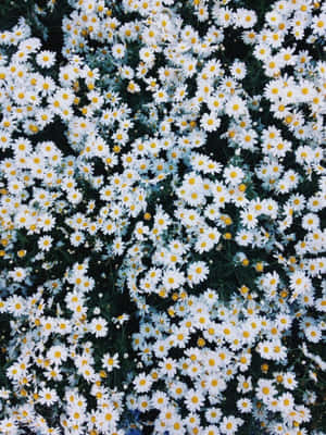 一片在草地上生長的白色雛菊，帶有黃色花心。 — 花朵 壁紙