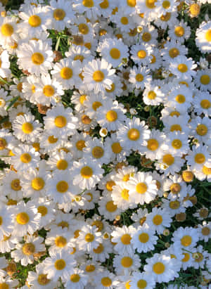 白色雛菊花田，黃色花心，在明亮的陽光下。 — 花園 壁紙