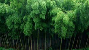 高大的竹幹上長滿茂密的綠葉，形成寧靜的森林樹冠。 — 竹子 壁紙