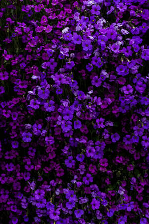 一片帶有深綠色莖幹的紫色野花田的特寫。 — 花園 壁紙