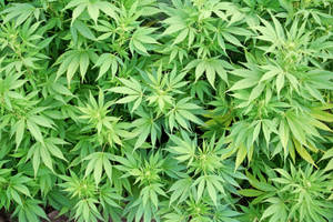 在田野中生長的茂盛綠色大麻植物的特寫。 — 吸大麻 壁紙