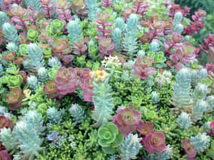花園環境中密集的多肉植物叢，帶有小白花。 — 仙人掌 壁紙