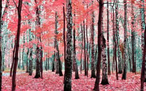 粉紅色的秋葉覆蓋在高大白樺樹下的森林地面。 — 粉紅色 壁紙