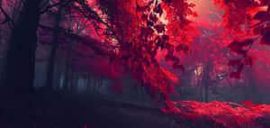 在戲劇性燈光下，迷霧森林中閃耀的紅葉和暗樹。 — 暮光 壁紙