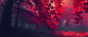 在迷霧暮色中，發光的紅葉下的森林小徑。 — 藍天 壁紙