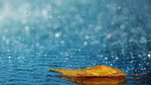 金色秋葉漂浮在藍色水面上，周圍有閃爍的雨滴。 — 美麗高畫質 壁紙
