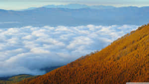 金黃色森林山丘聳立於雲海之上，遠方有山脈。 — 山脈 壁紙