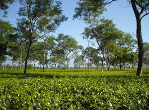 在清澈的藍天下，一片茂盛的綠色茶田，樹木散落其間。 — 茶園 壁紙