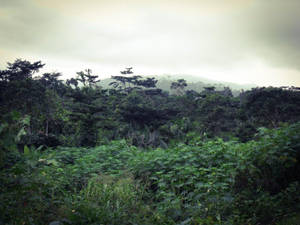 陰天之下，茂密的綠色叢林與霧氣籠罩的山丘。 — 剛果 壁紙