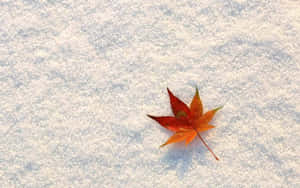 雪地上的紅楓葉 — 可愛萬聖節桌面 壁紙